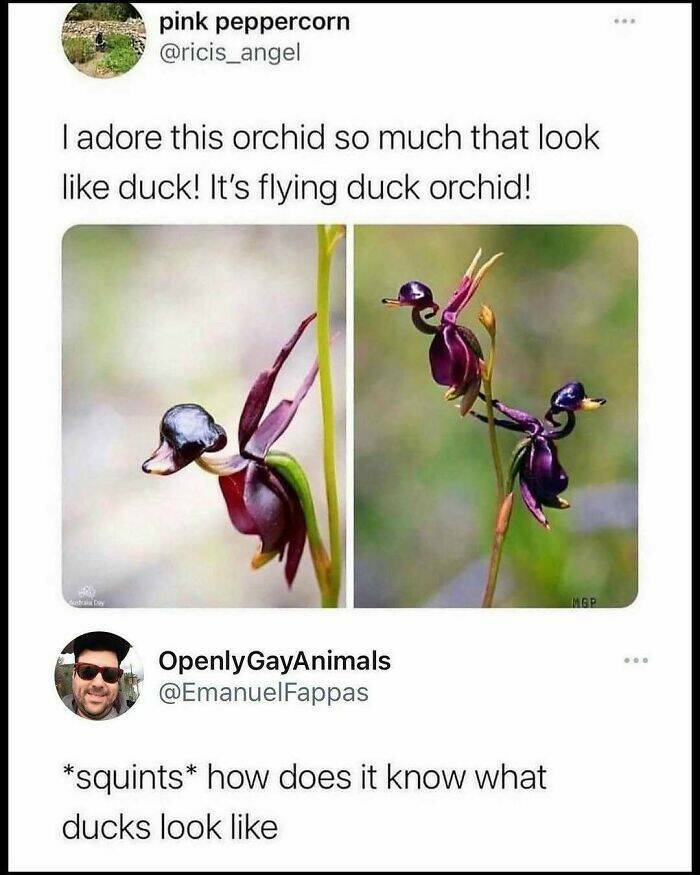 When Animals Unknowingly Created The Funniest Memes