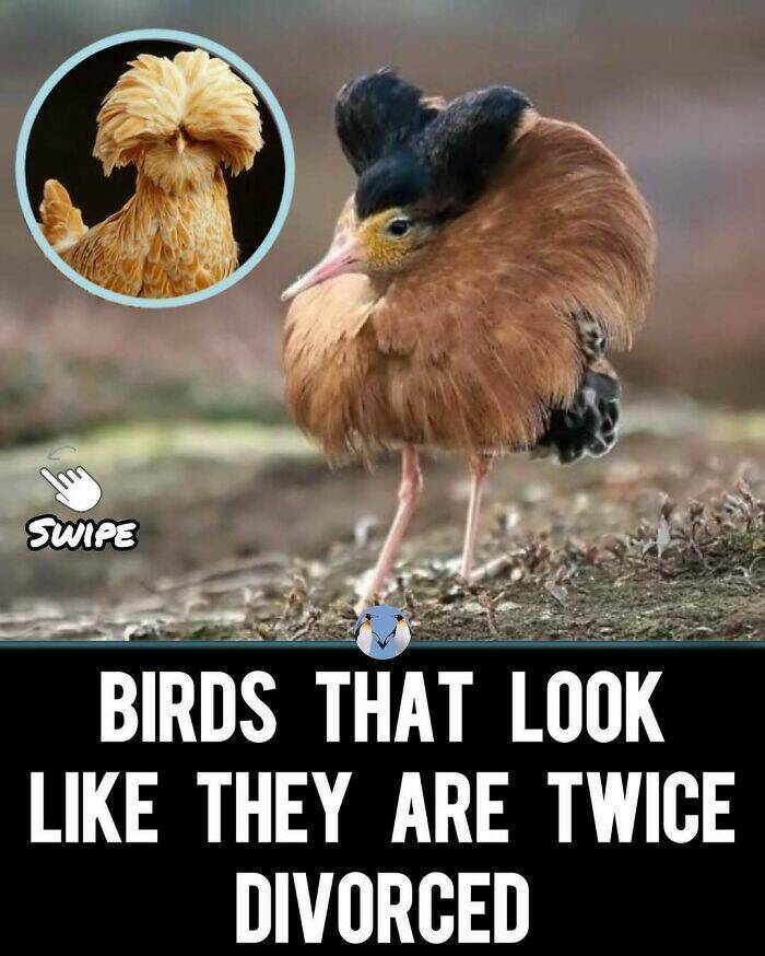 When Animals Unknowingly Created The Funniest Memes