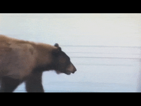 Daily Gifdump Daily Gifdump