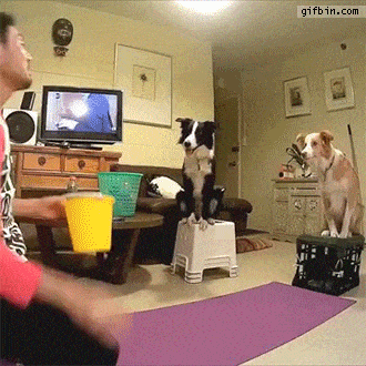 Daily Gifdump Daily Gifdump