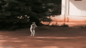 Daily Gifdump Daily Gifdump