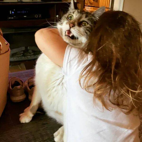 Funny Cat Photos Will Never End!