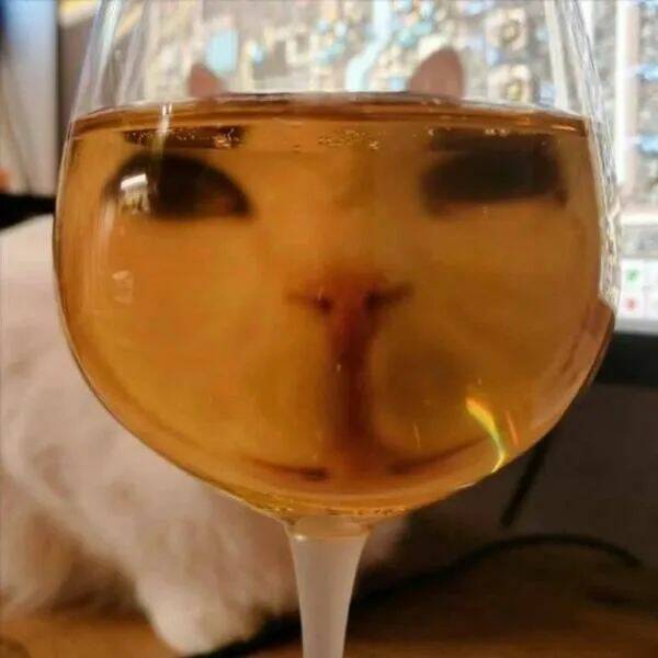 Funny Cat Photos Will Never End!