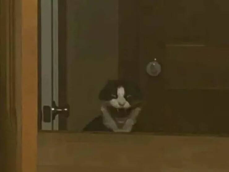 Funny Cat Photos Will Never End!