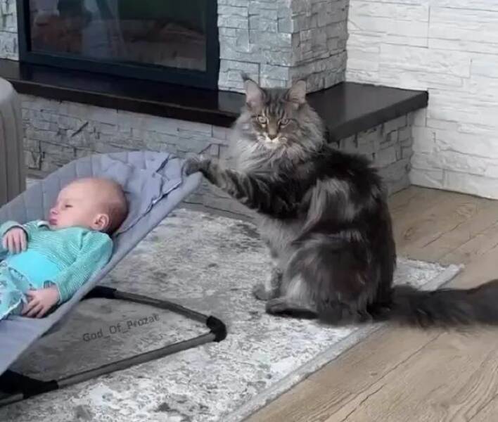 Funny Cat Photos Will Never End!