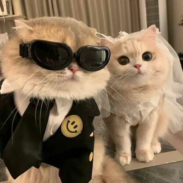 Funny Cat Photos Will Never End!