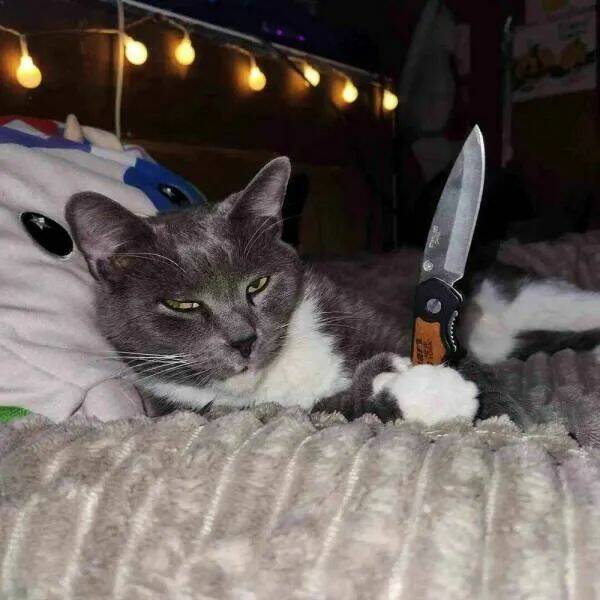 Funny Cat Photos Will Never End!