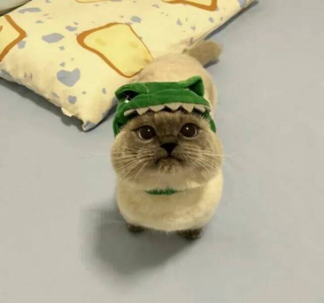 Funny Cat Photos Will Never End!