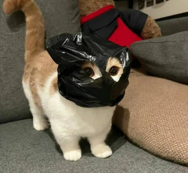 Funny Cat Photos Will Never End!