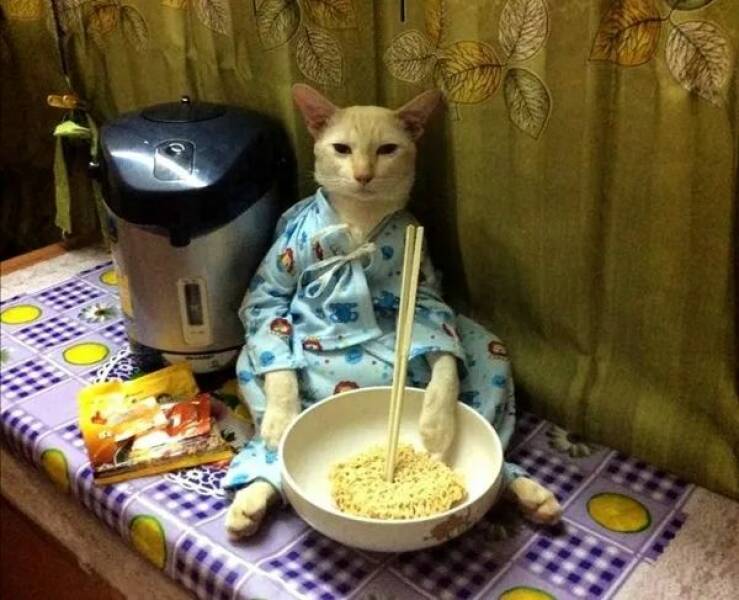 Funny Cat Photos Will Never End!