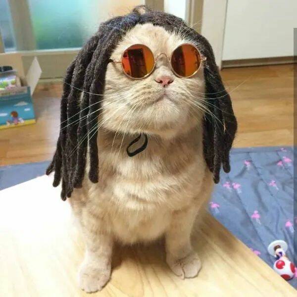 Funny Cat Photos Will Never End!