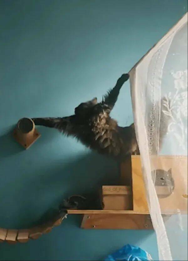 Funny Cat Photos Will Never End!