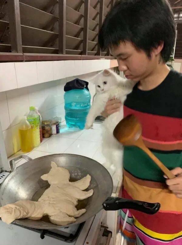 Funny Cat Photos Will Never End!