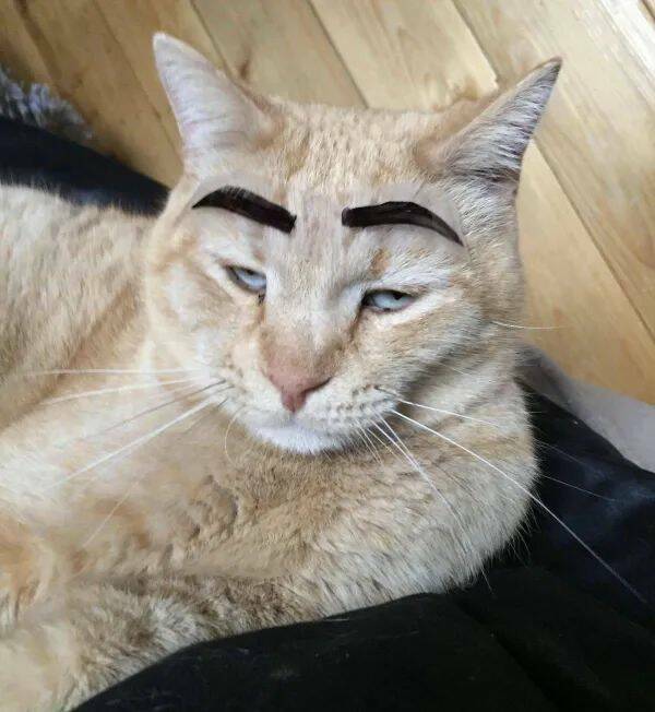 Funny Cat Photos Will Never End!