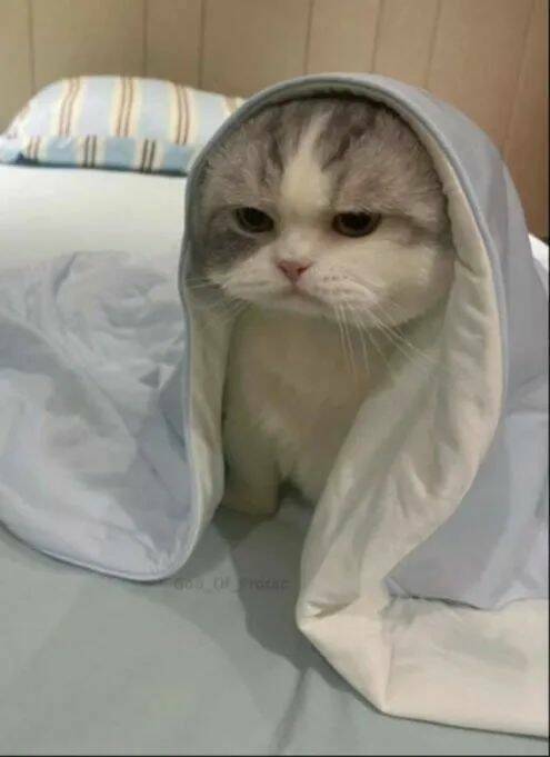 Funny Cat Photos Will Never End!