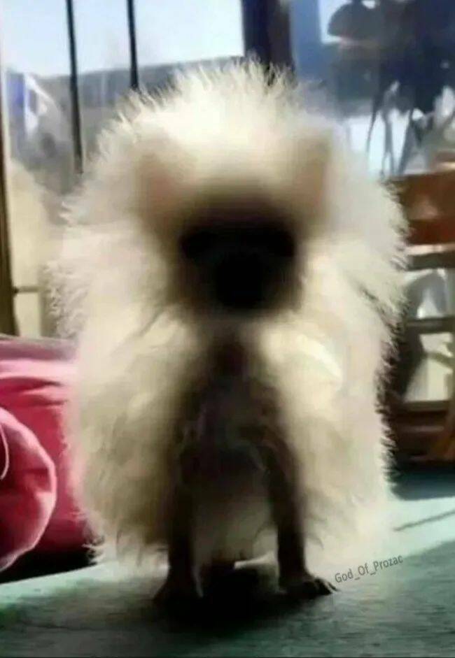 Funny Cat Photos Will Never End!