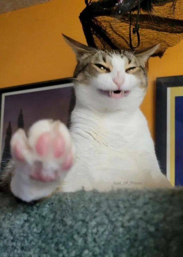 Funny Cat Photos Will Never End!