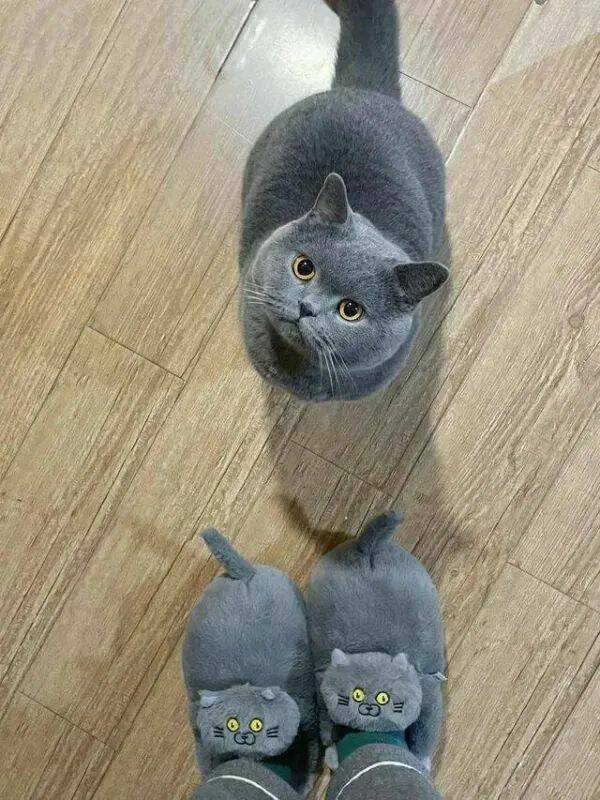 Funny Cat Photos Will Never End!