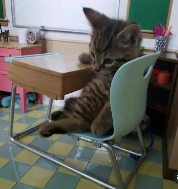 Funny Cat Photos Will Never End!