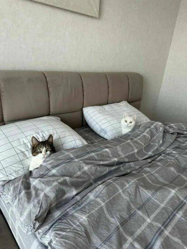 Funny Cat Photos Will Never End!