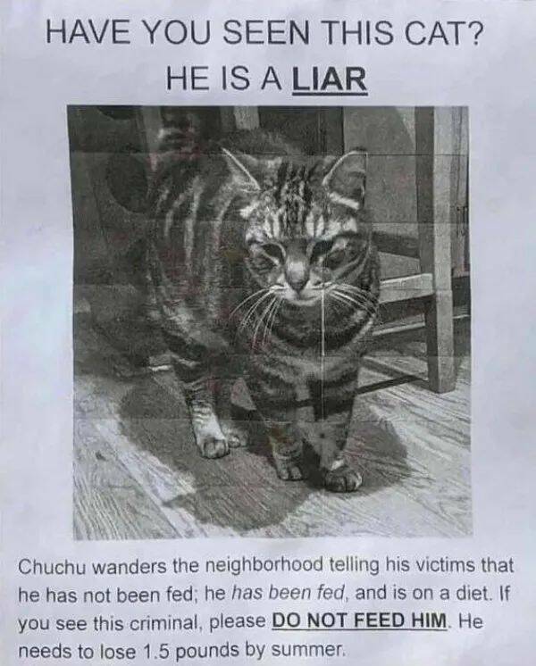 Funny Cat Photos Will Never End!