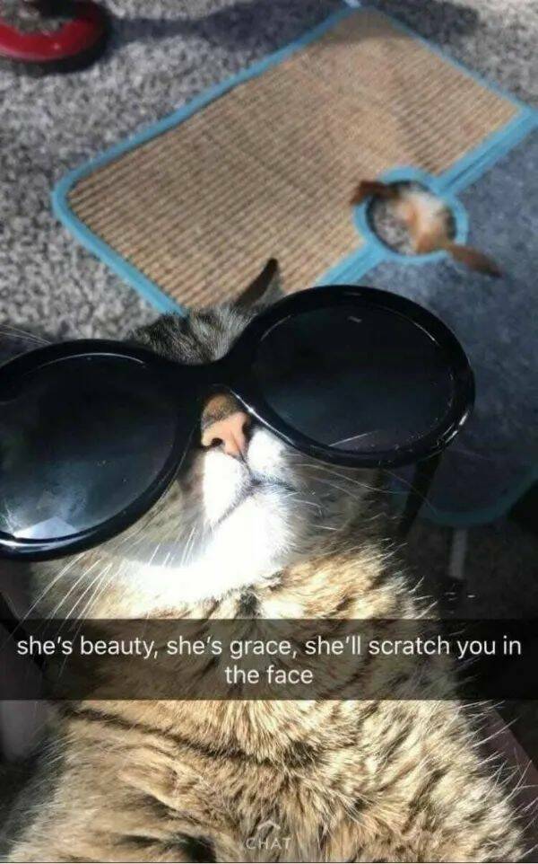 Funny Cat Photos Will Never End!