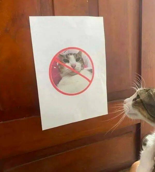 Funny Cat Photos Will Never End!