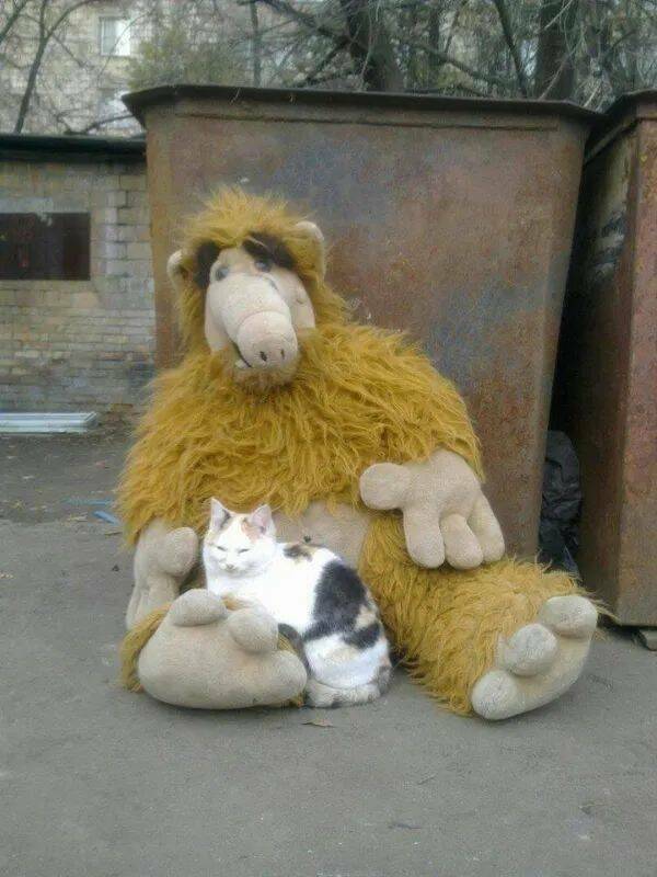 Funny Cat Photos Will Never End!