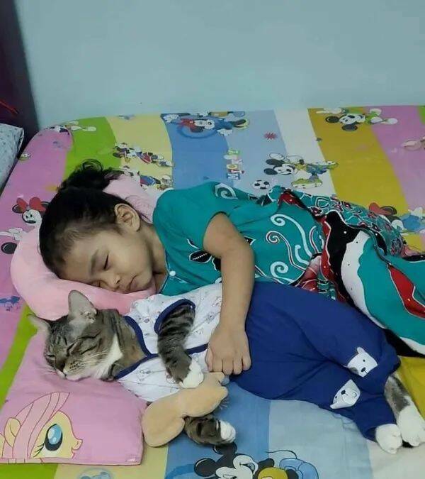 Funny Cat Photos Will Never End!