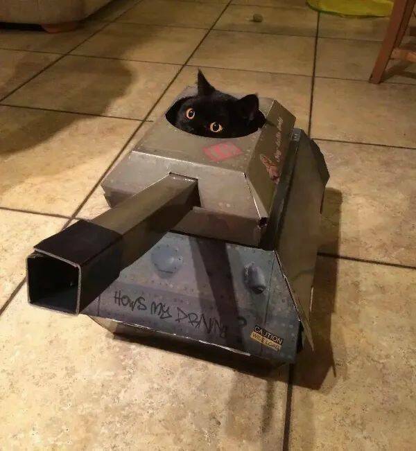 Funny Cat Photos Will Never End!