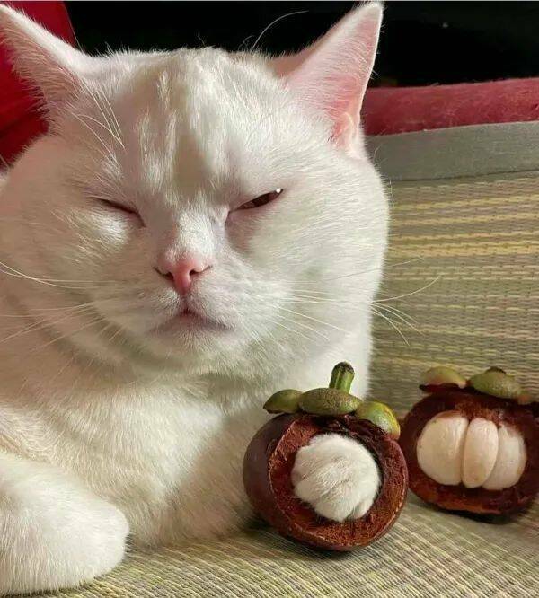 Funny Cat Photos Will Never End!