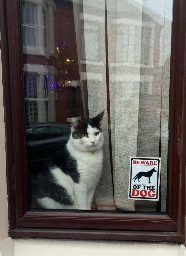 Funny Cat Photos Will Never End!