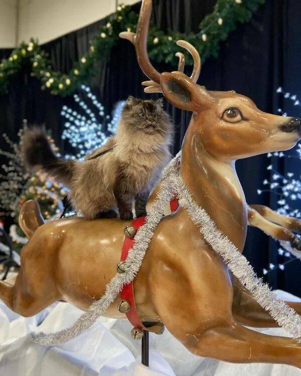 Funny Cat Photos Will Never End!