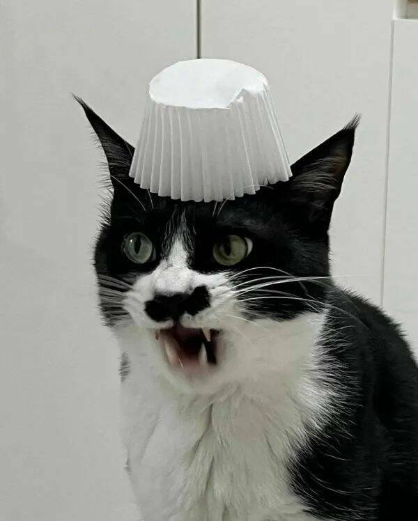 Funny Cat Photos Will Never End!