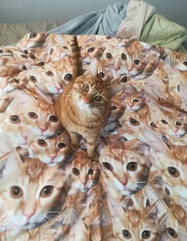 Funny Cat Photos Will Never End!