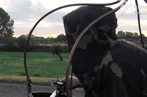 Daily Gifdump [WEEKEND EDITION]