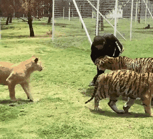 Daily Gifdump [WEEKEND EDITION]