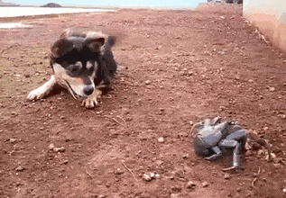 Daily Gifdump [WEEKEND EDITION]