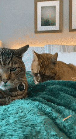 Daily Gifdump [WEEKEND EDITION]