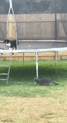 Daily Gifdump [WEEKEND EDITION]