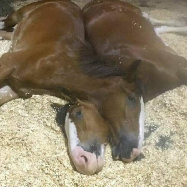 No Context, Just Animals Being Absolutely Ridiculous No Context, Just Animals Being Absolutely Ridiculous