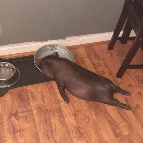 No Context, Just Animals Being Absolutely Ridiculous No Context, Just Animals Being Absolutely Ridiculous