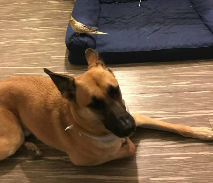 The Funniest Dog Bed Thefts Ever