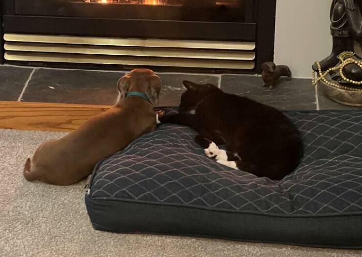 The Funniest Dog Bed Thefts Ever
