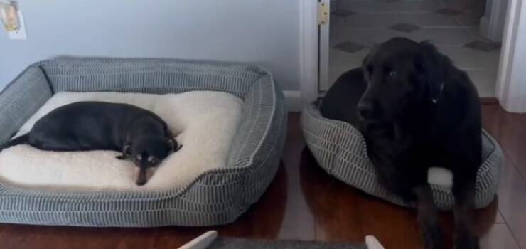 The Funniest Dog Bed Thefts Ever