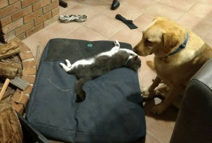 The Funniest Dog Bed Thefts Ever