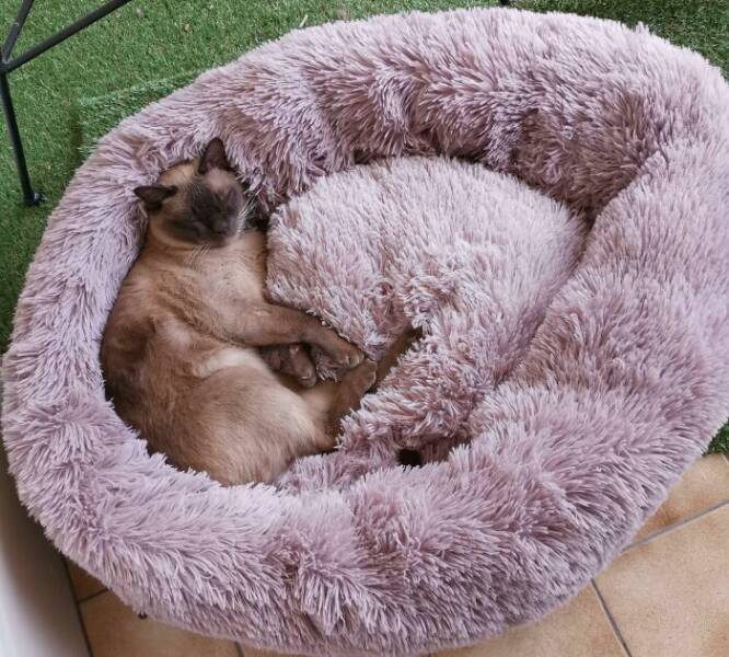 The Funniest Dog Bed Thefts Ever