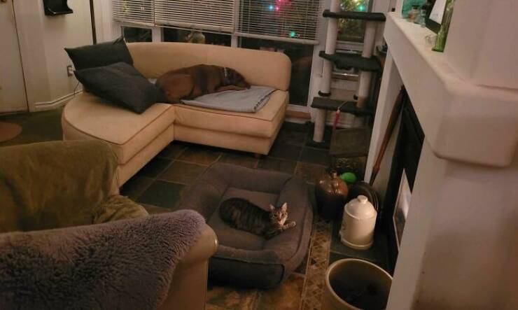 The Funniest Dog Bed Thefts Ever