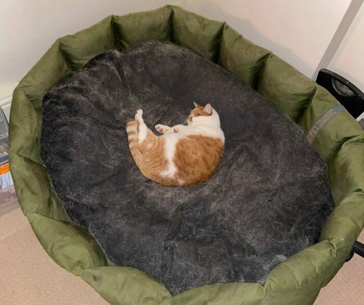 The Funniest Dog Bed Thefts Ever
