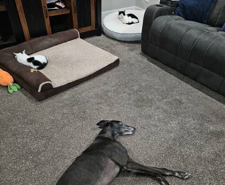 The Funniest Dog Bed Thefts Ever